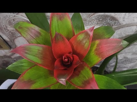 Video: Guzmania: Evdə Qulluq, Transplantasiya Və çoxalma