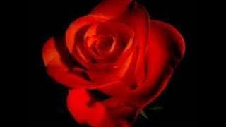 Ümit Sayın- Güller Ağlamaz