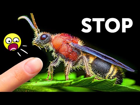 Vidéo: Les fourmis de velours sont-elles dangereuses ?