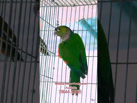 Blackcap conure Pearly conure🦜🦜🦜