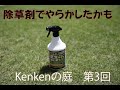 芝生を再生したい！雑草だらけで10年間メンテナンスしなかった芝生の再生物語。今回は除草剤でミスしました。