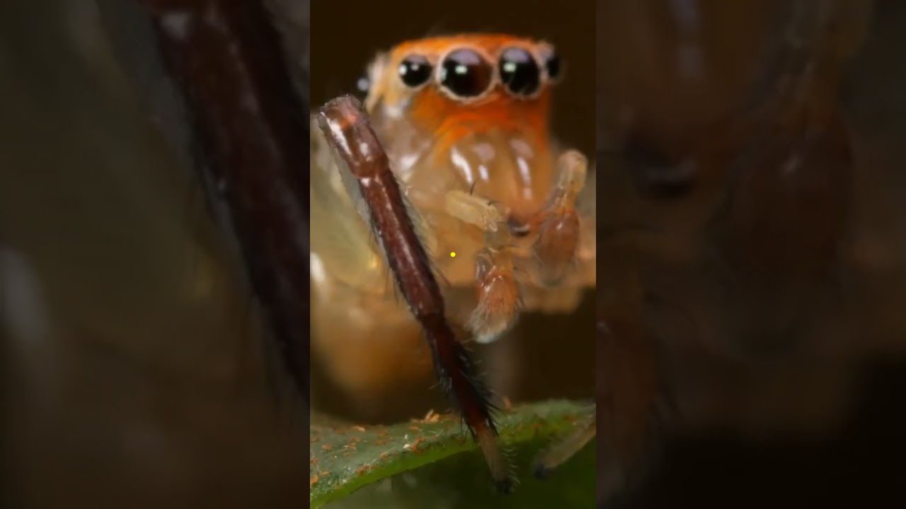 Jumping Spiders Nature's Tiny Acrobats!