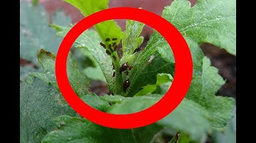 [ DƯƠNG ANH] Các loại sâu bệnh thường gặp trên hoa cúc trồng tại nhà