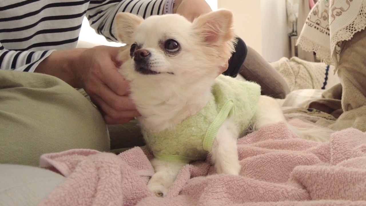 飼い主にマッサージされてうっとり…甘えた顔で見上げてくる極小チワワ