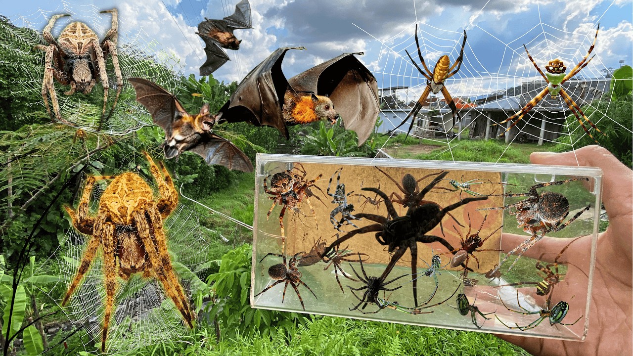 Hunting Top Brown Recluse Spider In The Wild !! Gagamba, Orb Spider ...