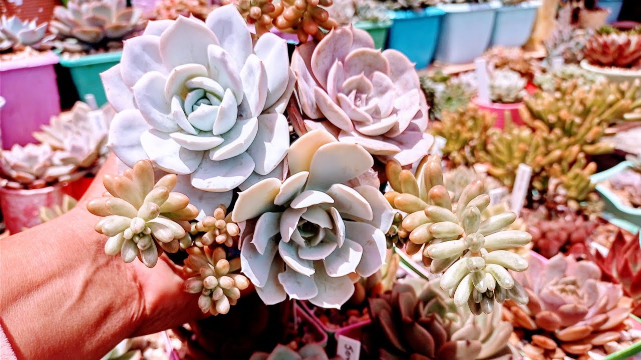 como evitar apodrecimento de suculentas em período chuvoso?