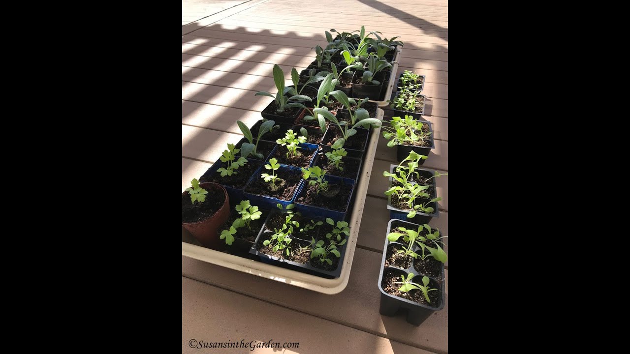 How to Harden Off Seedlings: Everyone Can Grow a Garden (2020) #10