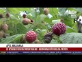Kakva će biti sezona voća ove godine? Voćari očekuju dobar rod maline i borovnice