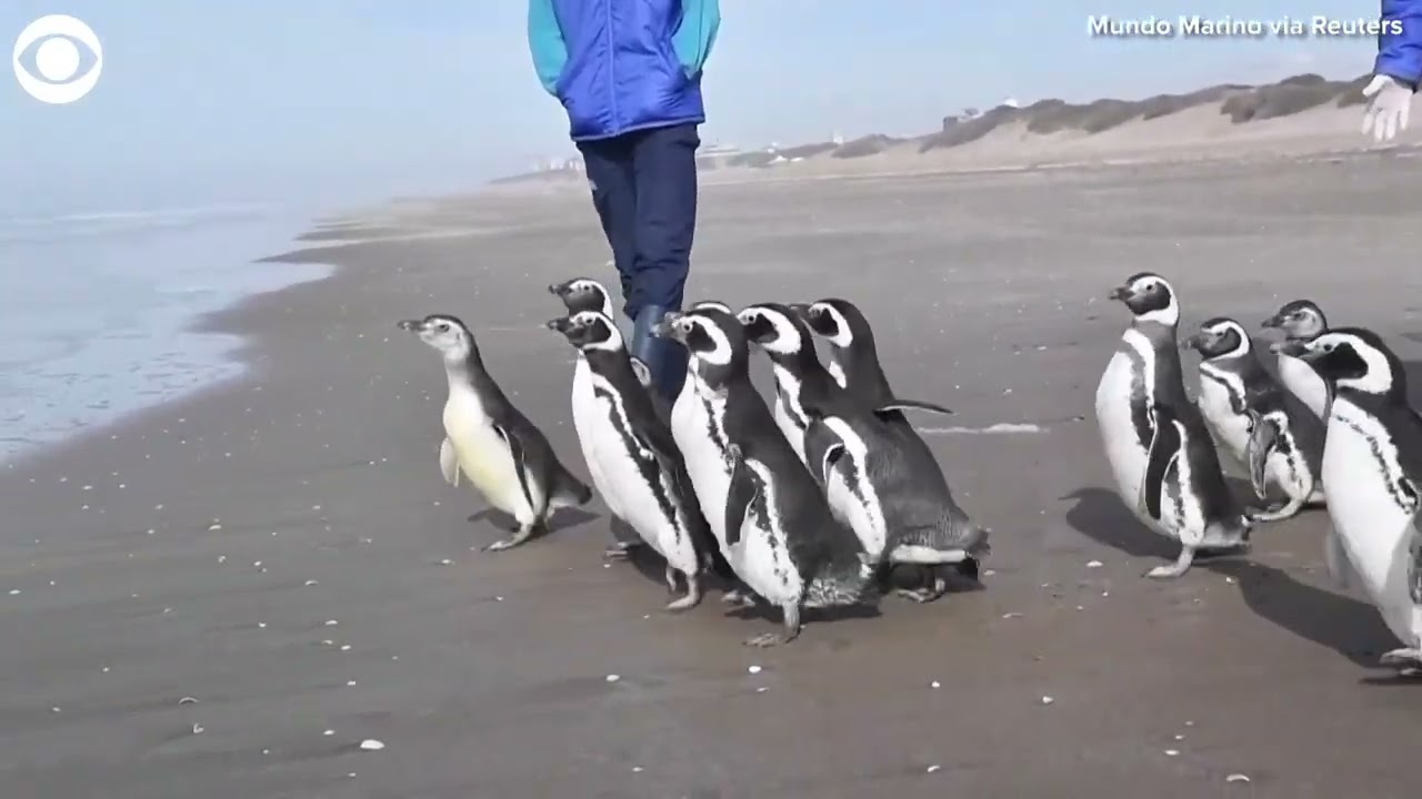 Penguins return to the wild after months of rehab