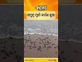 ପୁରୀ: ସମୁଦ୍ର ମୁହାଁ ହଜାର ହଜାର କଇଁଛ ଛୁଆ, ଦେଖିଲେ ମନ ପୁରି ଉଠୁଛୁ #knewsodisha