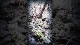 Izviri- Projektna Naloga