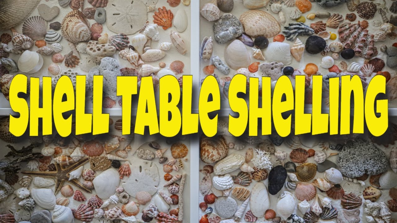 Using A Shell Table To Display Shells After Your Shellcation - YouTube