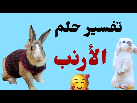 تفسير حلم الارنب في المنام لابن سيرين ورؤية الارانب الكثيرة