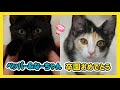 🔴【にこりら】ペッパー&なーちゃん卒園おめでとうライブ💐