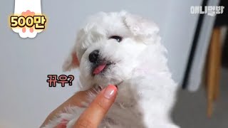 A MustWatch Video If You Have Puppies