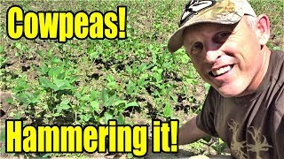 Cotton Candy for Deer:  How to Plant Iron & Clay Cowpeas!