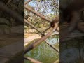 #bhilai #crocodile #nature #pond