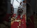 #ямыилюша #енотики #raccoon #животные #помощьбездомнымживотным #анапа