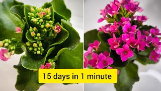 The fascinating flowering process of the Kalanchoe 😮!!!