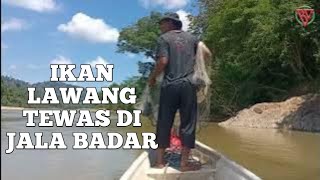 SEKUMPULAN IKAN LAWANG TEWAS DI JALA BADAR