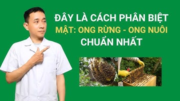 Đây là cách phân biệt mật ong rừng mật ong nuôi chuẩn nhất