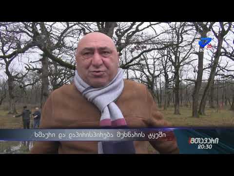 მუხრანის ტყე ნადგურდება