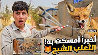 اختفى الثعلب فجأة! 👻 قصة "الشبح" الذي يهرب من كل الفخاخ.