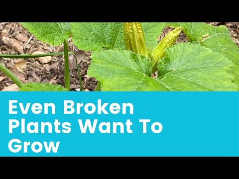 Update On The Broken Zucchini Plant