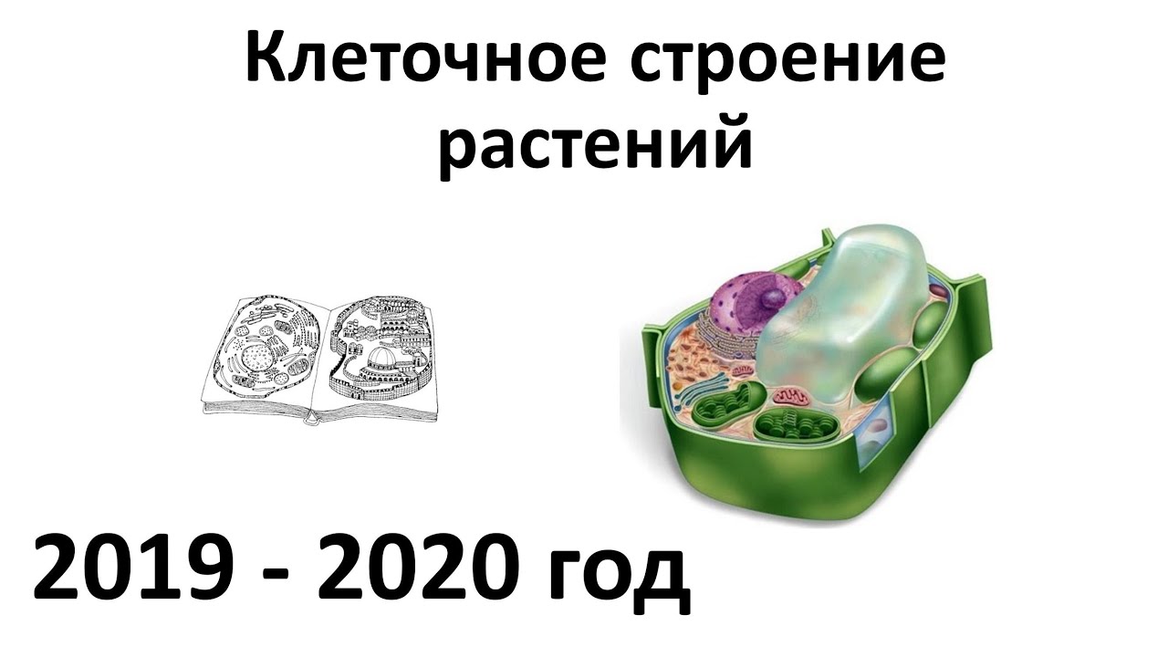 ⁣1. Клетка растений (6 класс) - биология, подготовка к ЕГЭ и ОГЭ 2020