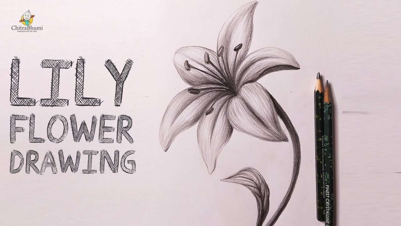 Easy Flower Drawing // How To Draw Simple And Beautiful Flower Drawing // Pencil  Drawing Easy