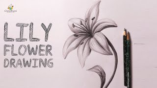 Lily Flower Drawing | How To Draw Flower Easy Step By Step | Pencil Drawing