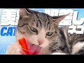 羨望の眼差し猫
