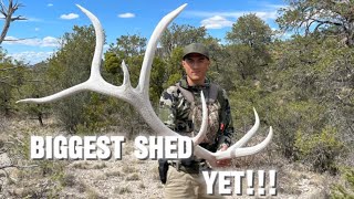 GIANT elk shed!!! |7 point monster|