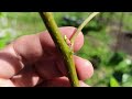 где брать материал для летних прививок / how to choose materials for grafting trees in summer