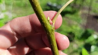 how to choose materials for grafting trees in summer