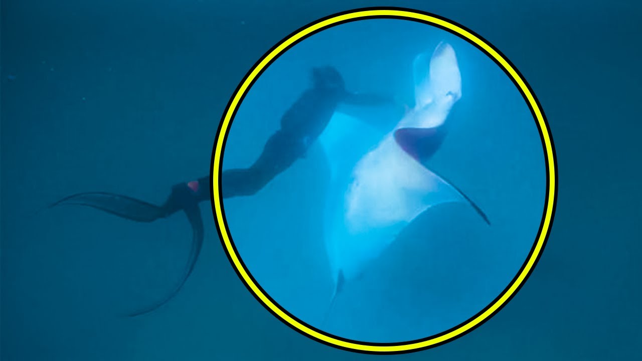 When a Huge Manta Ray Approached Them They Didn't Understand Why