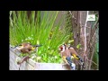 chant d'oiseaux dans la nature - Musique  relaxation