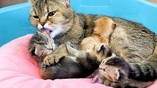 Mother cat hugs tightly and washes baby kittens