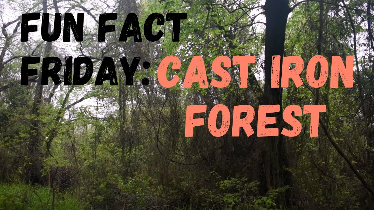 Fun Fact Friday Cast Iron Forest YouTube
