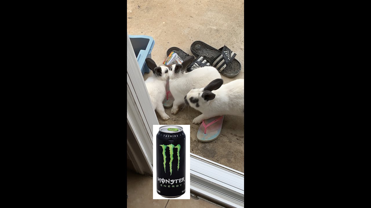 Bunnies Being Cute With Monster Energy Drink - YouTube