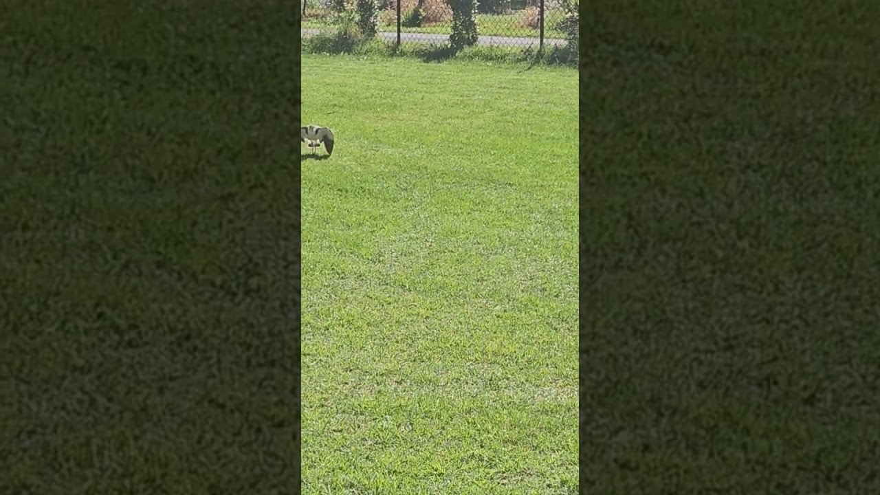 Plugger birds /Plover / Masked Lapwings.                       Protecting their eggs