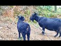 Farm Animals | Life in the High Mountains: Herding Goats with Dogs at Dawn