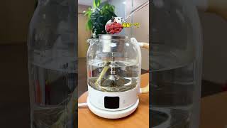 Office Worker Ginseng Energy Tea, great for late-night overtime, drink daily.