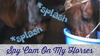 SPY CAM ON MY HORSES! |Only Oakley|