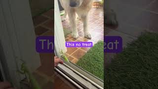 #dogs #dogshorts #doglife #dog #goldenretriever #shorts #youtubeshorts #viral #trending #funny #pet