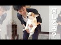 6年前のノエさんとパパ、何をしてるでしょ~か?【コーギー】