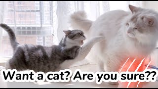 So you really want a CAT? Are you sure??  | Mypawsntails Funny Cats Video