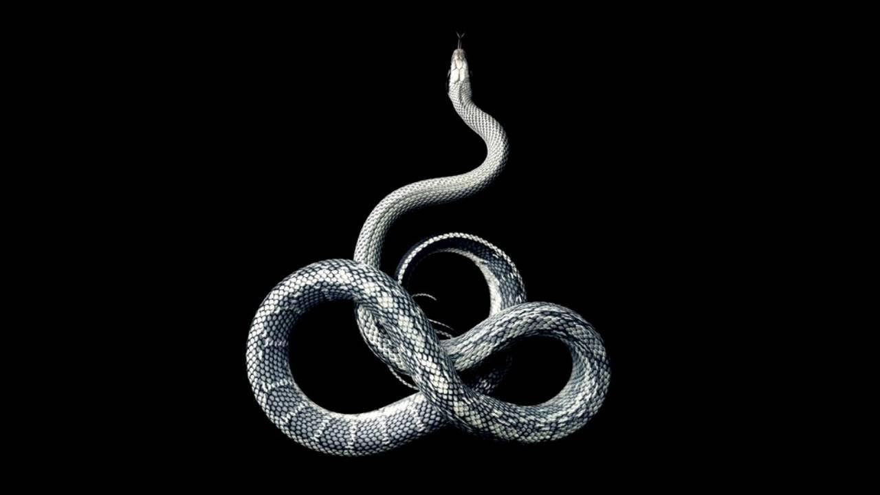 Гороскоп год змеи лев. Змея на черном фоне. Змей на черном фоне. Серебряная змея на черном фоне. Нахаш змей.