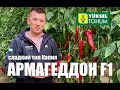 🌶 Перец Армагеддон F1. Тип капия, урожайный и очень вкусный.