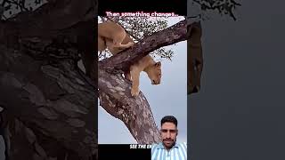 #trending #shorts #lion #leopard #elephant #wildlife #animalfight #shorts #youtubeshorts